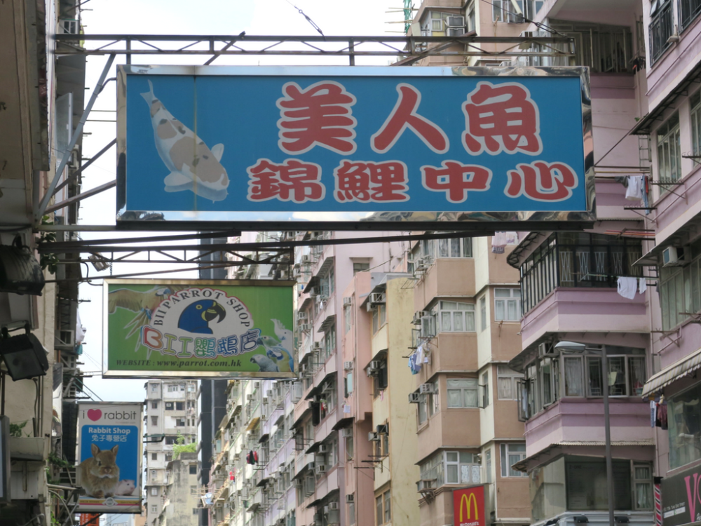 hk-hongkong-lesenfantsvoyageurs_poissons-4